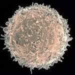 Lymphocyte B