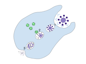 phagocytose