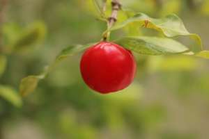 acerola
